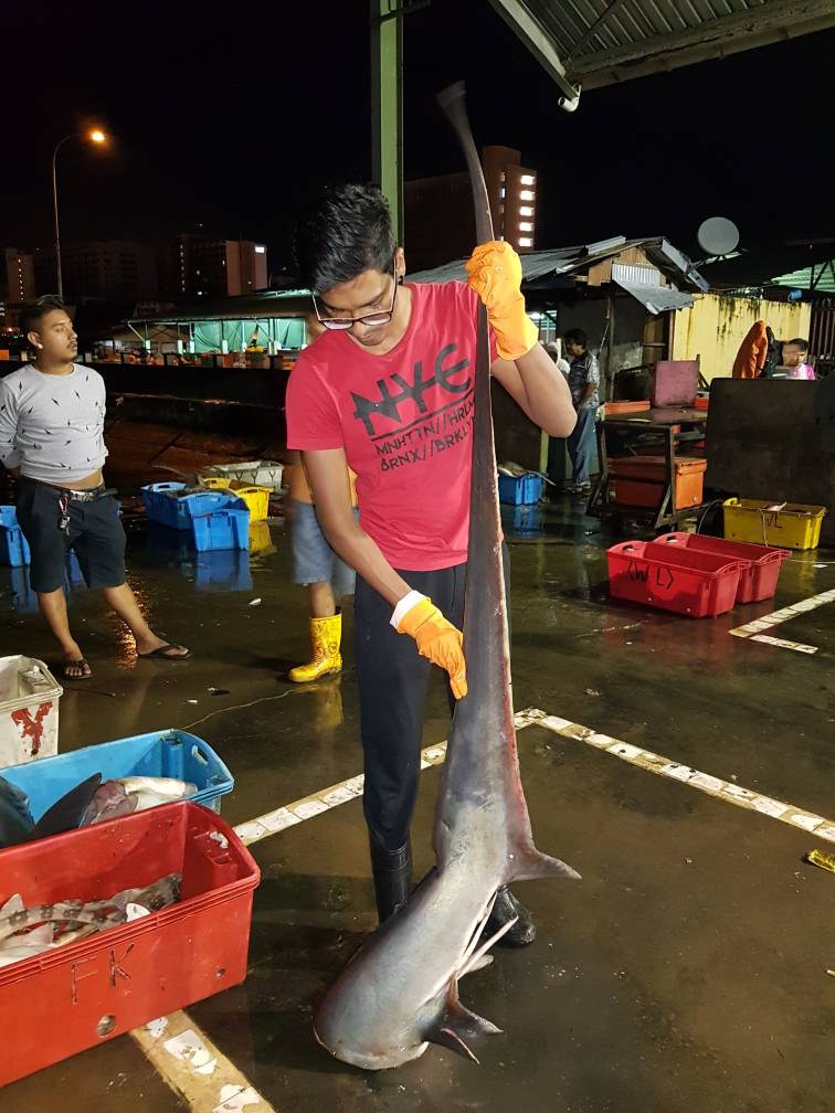 Sharks Rays Specialist Sabah