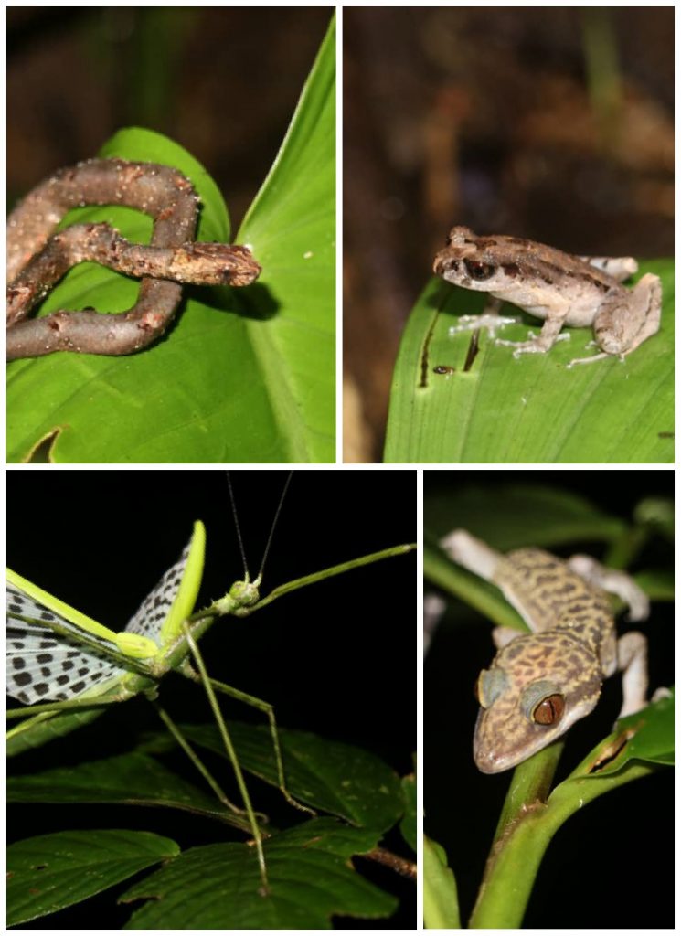 night life at Gumbayong Trail