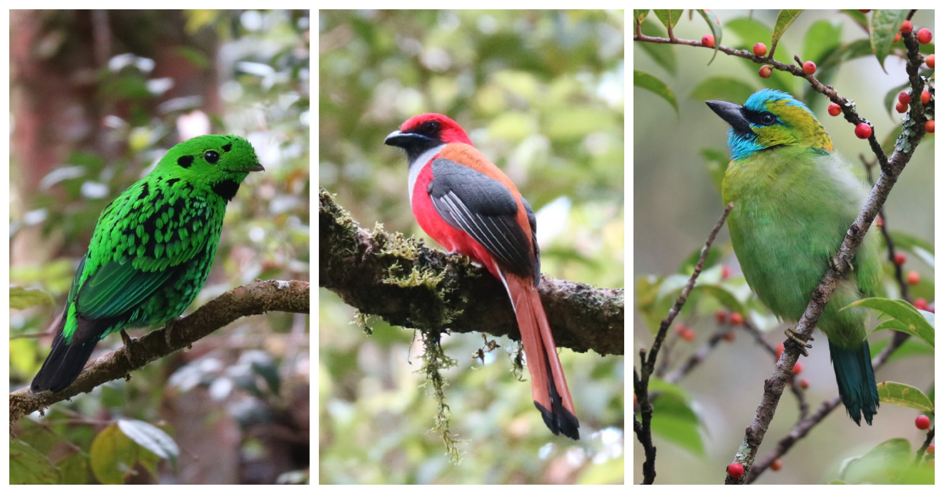 birds at Gumbayong Trail