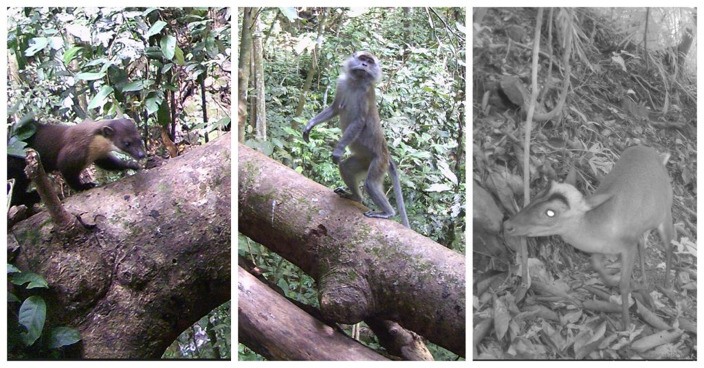 mammals at Gumbayong Trail