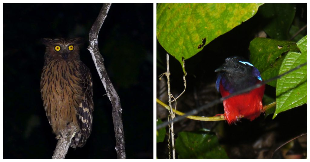 birds of Deramakot