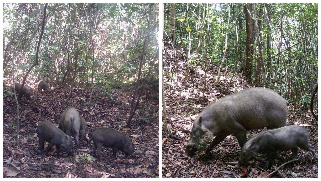 wildlife sanctuary in Bakun