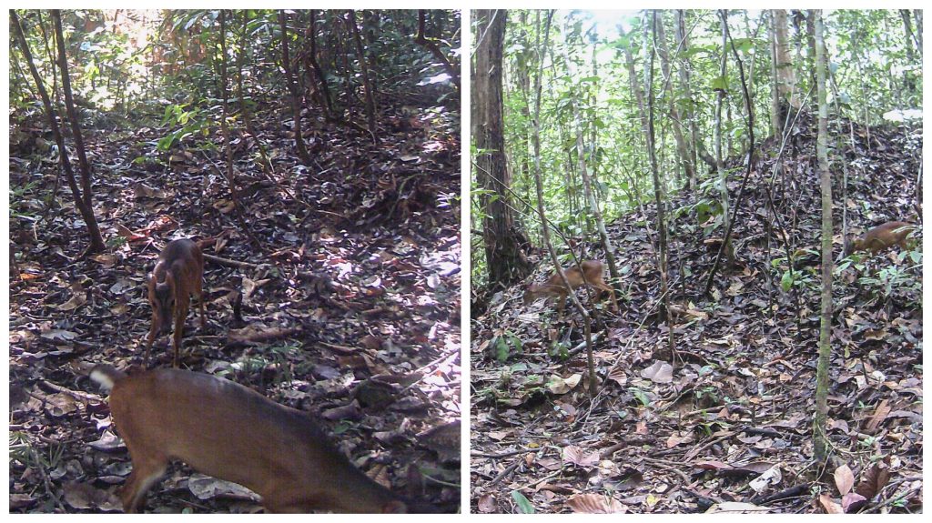 wildlife sanctuary in Bakun