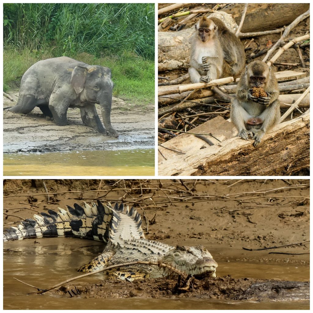 kinabatangan-riparian-fauna