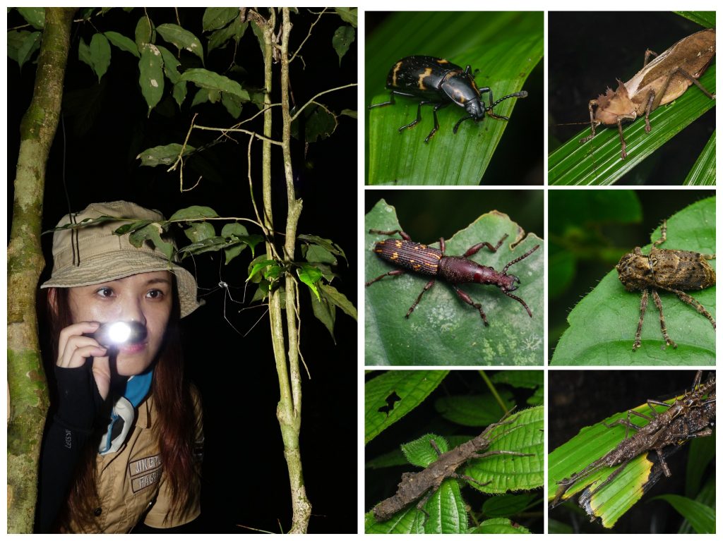 kinabatangan-night-explore