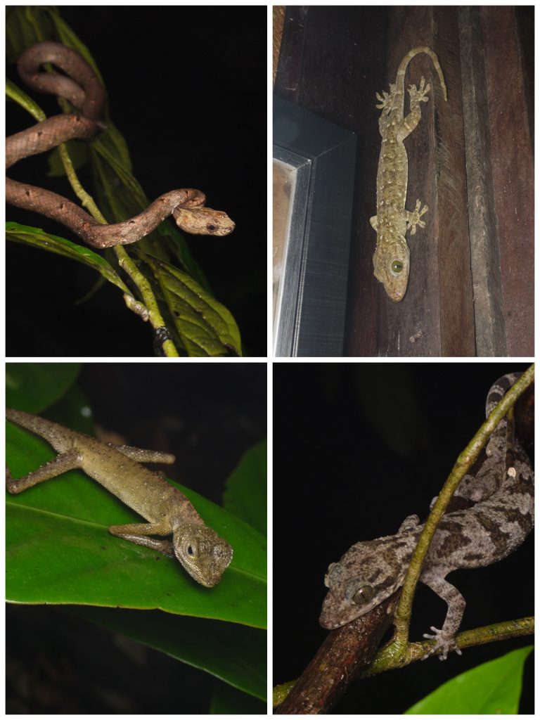 kinabatangan-herpetofauna