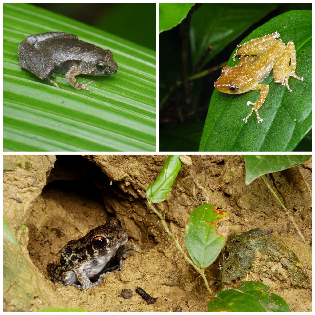 kinabatangan-herpetofauna