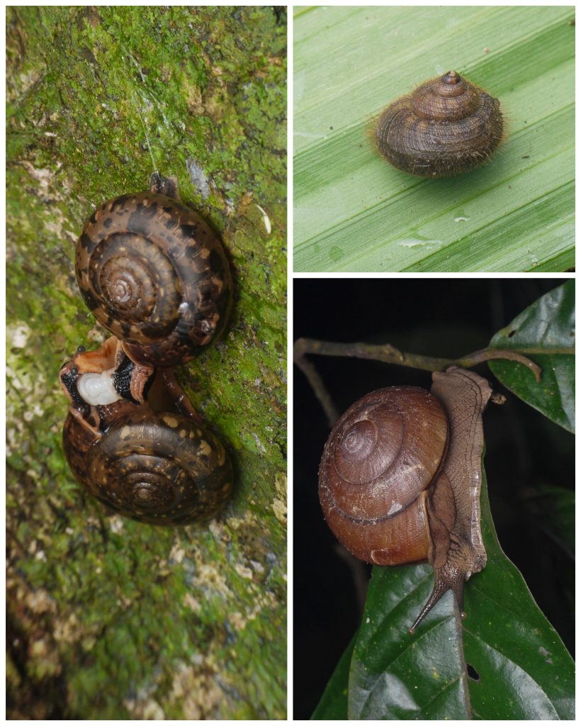 kinabatangan-malacofauna