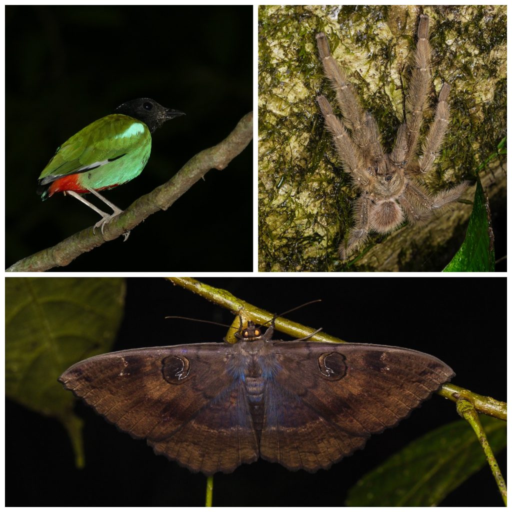 kinabatangan-nocturnal