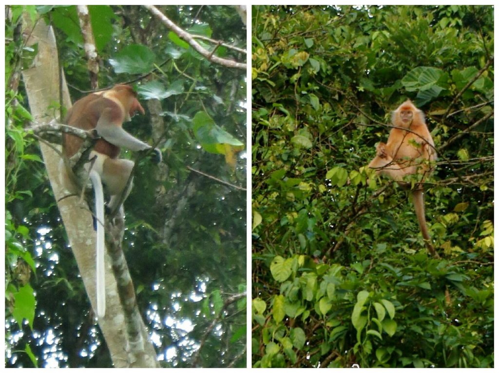 Sandakan wildlife and forests