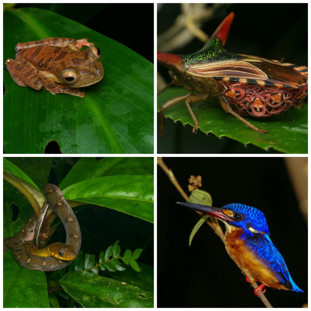 Sandakan wildlife and forests