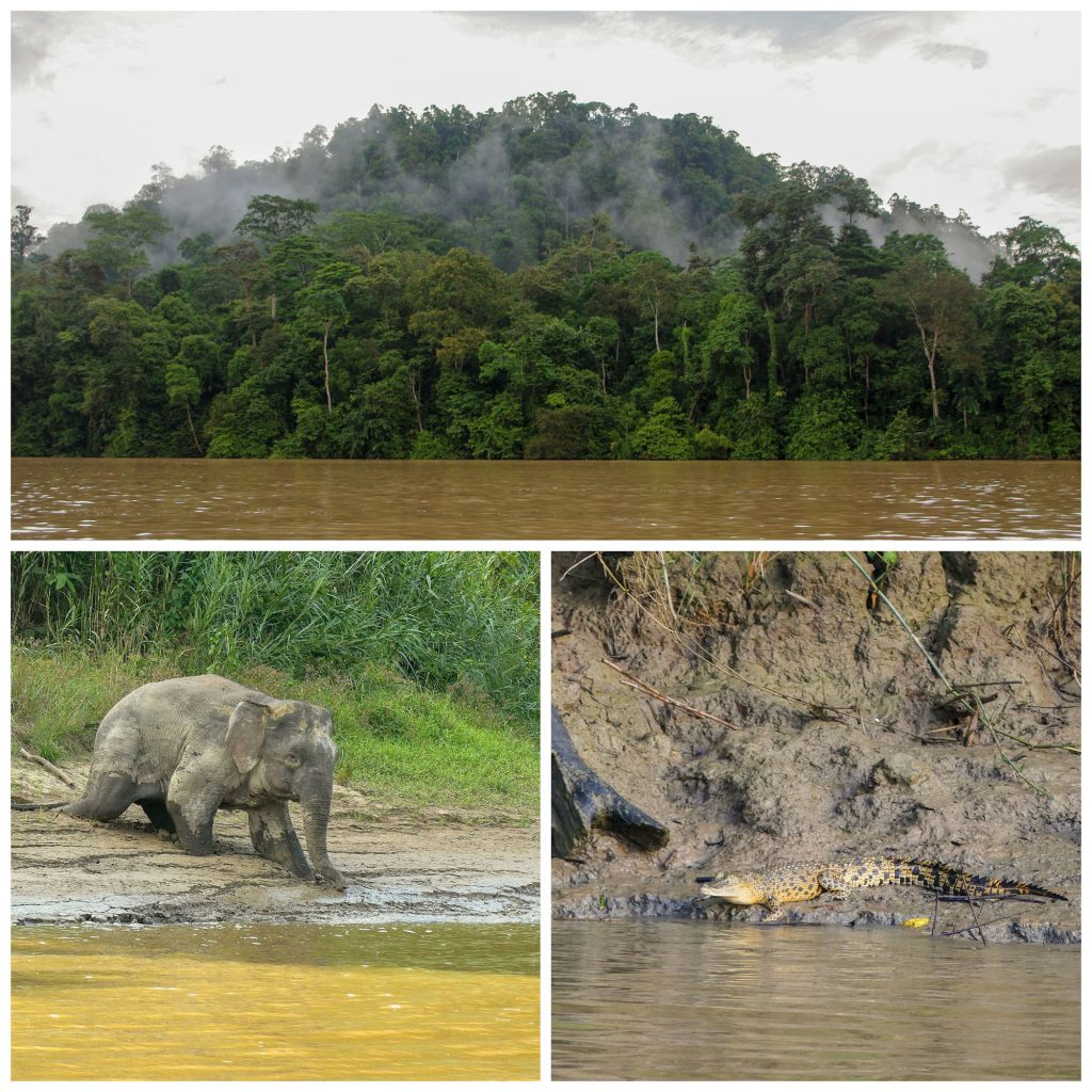 Sandakan wildlife and forests