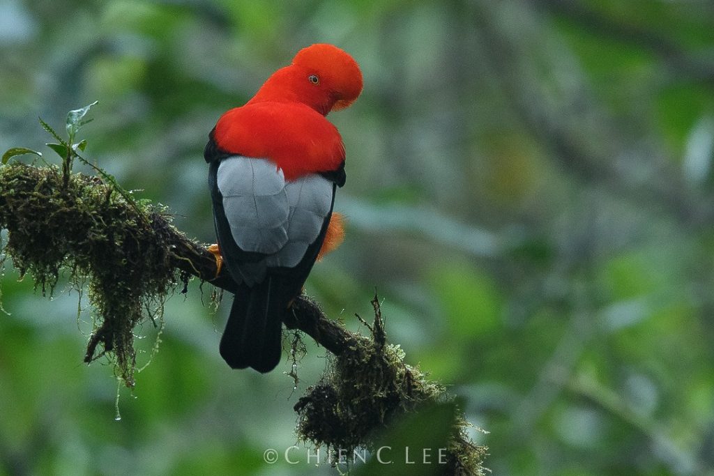 Discovering Rich Biodiversity And Ecosystems - Ecuador 2020 - Konexer