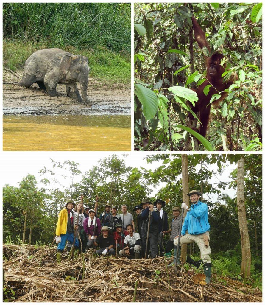 meaningful wildlife safari in Borneo