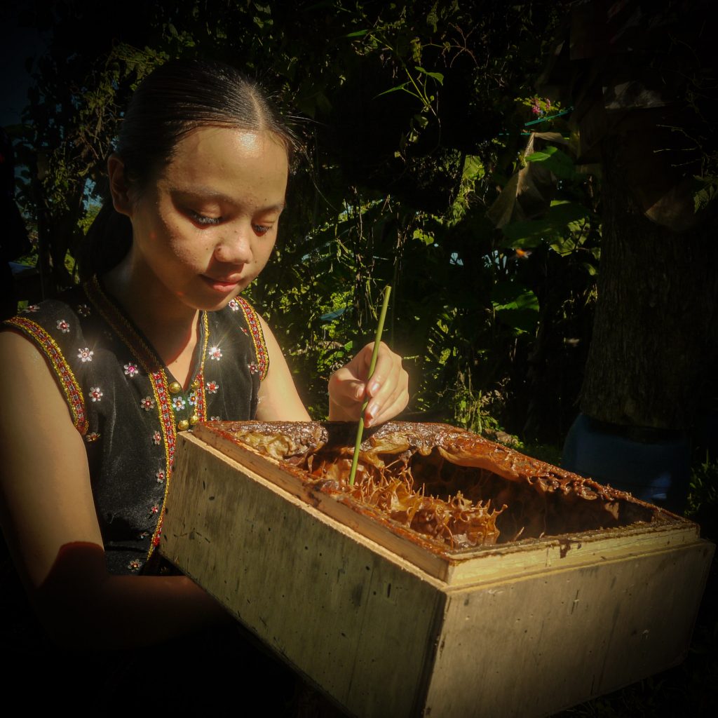 centre of stingless bee honey